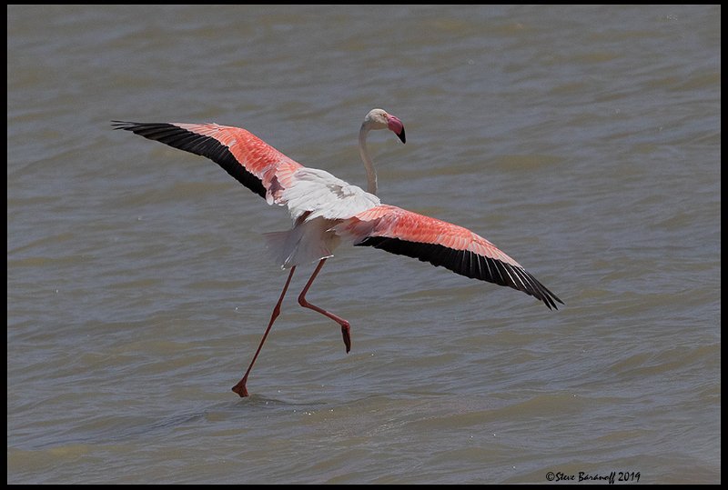 _9SB1343 greater flamingo.jpg
